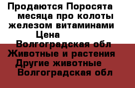  Продаются Поросята,1,5месяца,про колоты железом,витаминами › Цена ­ 2 500 - Волгоградская обл. Животные и растения » Другие животные   . Волгоградская обл.